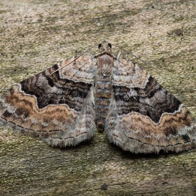 Xanthorhoe quadrifasiata (píďalka prvosenková), Nebovidy