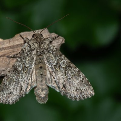 Polia nebulosa (můra jitrocelová), NS Bučín