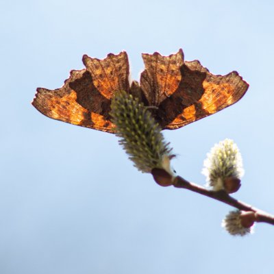 Polygonia c-album (babočka bílé c), PP Augšperský potok