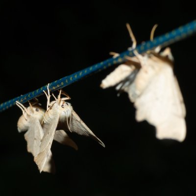 Ennomos erosaria (zejkovec lipový), Žebětín