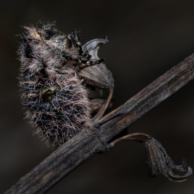 Lycia zonaria (drsnokřídlec bělopásný), PP Člupy