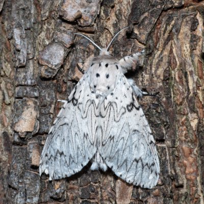 Cerura erminea (hranostajník bílý), Hrabětice