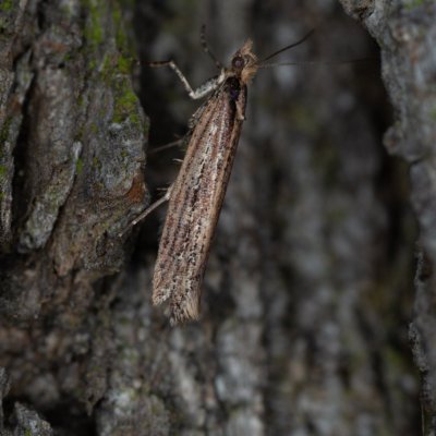 Ypsolopha ustella (-), Žebětín