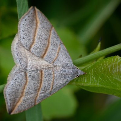 Colobochyla salicalis (šedice jívová), Podkomorské lesy, Kopeček