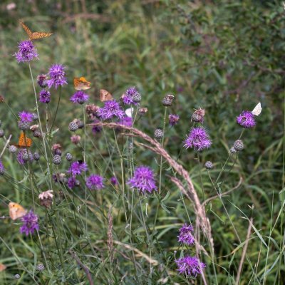 spousta motýlů, PP Černice