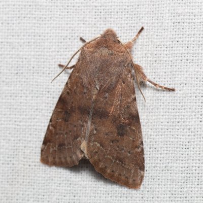 Orthosia incerta (jarnice březnová), PR Kamenný vrch