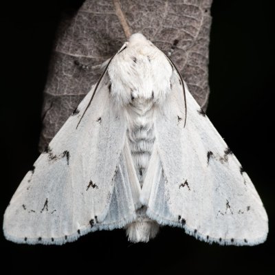 Acronicta leporina (šípověnka vrbová), Hády