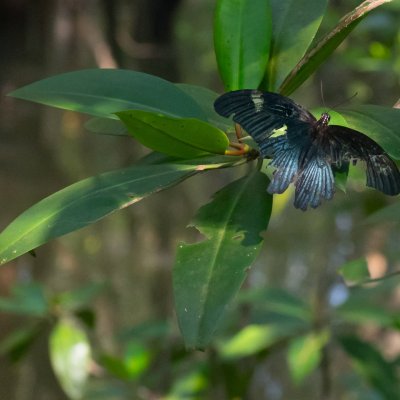 Papilio agenor (-), TH, Krabi