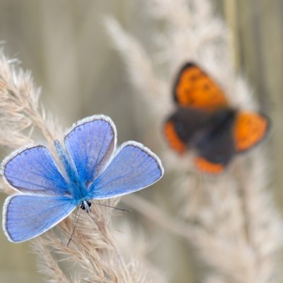 Polyommatus icarus (modrásek jehlicový), Háječný kopec, Dukovany