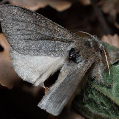 Calliteara pudibunda (štětconoš ořechový), PP Kavky