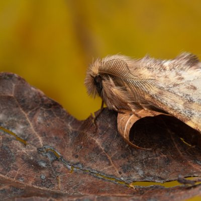 Ptilophora plumigera (hřbetozubec javorový), PR Kamenný vrch