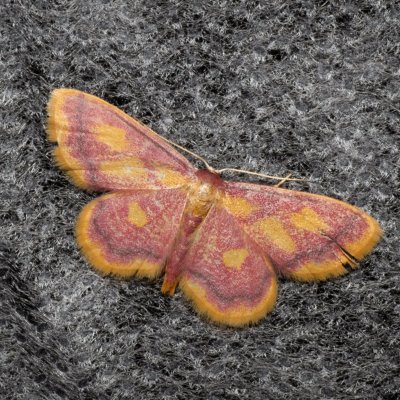 Idaea muricata (žlutokřídlec rudoskvrnný), Žebětín