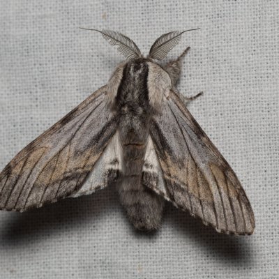 Harpyia milhauseri (hřbetozubec Milhauserův), PR Bosonožský hájek