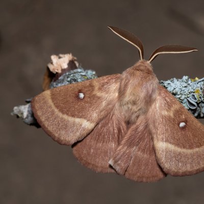 Lasiocampa trifolii (bourovec jetelový), PP Na cvičišti