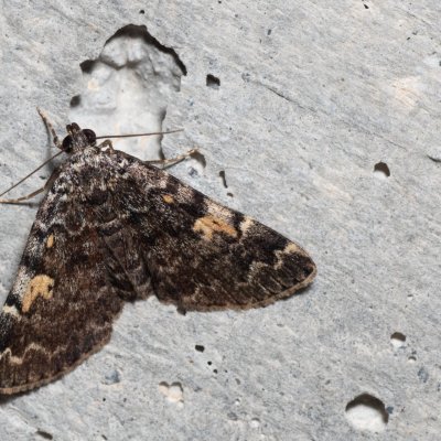 Idia calvaria (můřička žlutoskvrnná), HR, Krasno