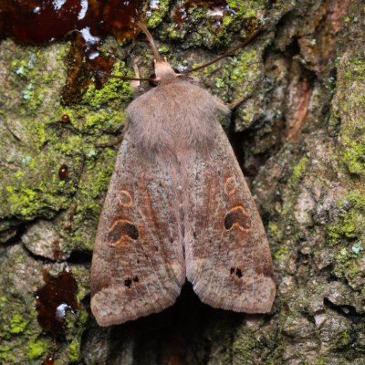 Perigrapha munda (jarnice černoskvrnná), Pouzdřanský rybník