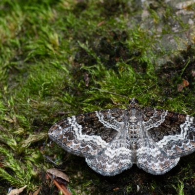 Epirrhoe alternata (píďalka obecná), jeskyně Výpustek