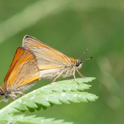 Thymelicus sylvestris (soumračník metlicový), SK, Štôla