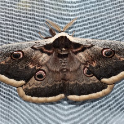 Saturnia pyri (martináč hrušňový), Žebětín