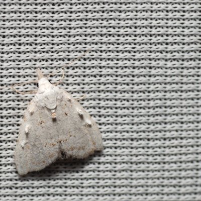 Nola aerugula (drobnuška bělavá), PP Skalky u Sedlece