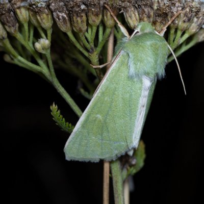 Calamia tridens (travařka zelená), PP Černice