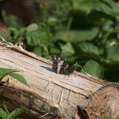 Brintesia circe (okáč voňavkový), Havranické vřesoviště