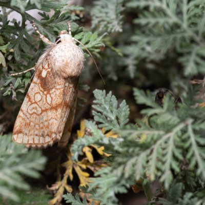 Dicycla oo (blýskavka dvouoká), NPP Pouzdřanská step - Kolby