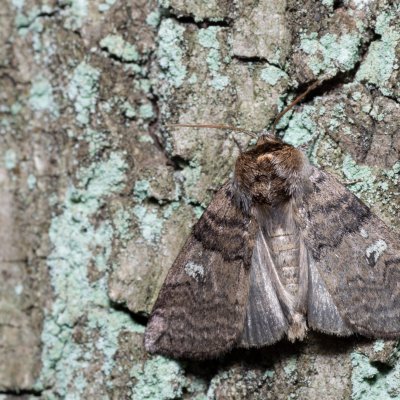 Tethea or (můřice obecná), Žebětín