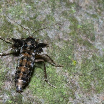 Agriopis aurantiaria (tmavoskvrnáč zlatavý), Žebětín