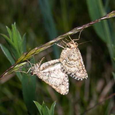 Heliomata glarearia (kropenatec žlutavý), Hády