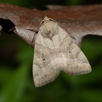 Cosmia trapezina (blýskavka dravá), Žebětín