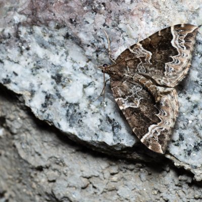 Eulithis prunata (píďalka švestková), SK, Štôla