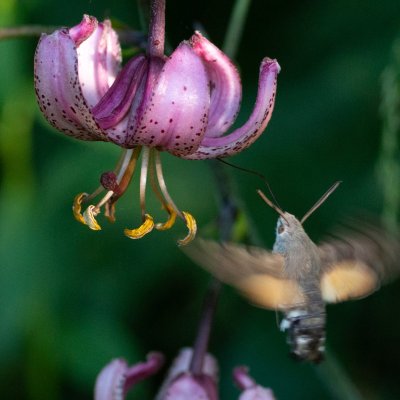 Macroglossum stellatarum (dlouhozobka svízelová), PR Templštejn