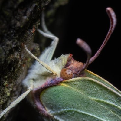 Gonepteryx rhamni (žluťásek řešetlákový), Ždánický les