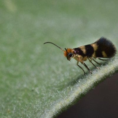 Micropterix myrtetella (-), GR, Sokraki, Korfu