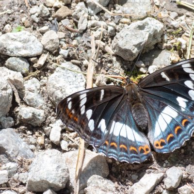Limenitis populi (bělopásek topolový), SK, Štôla