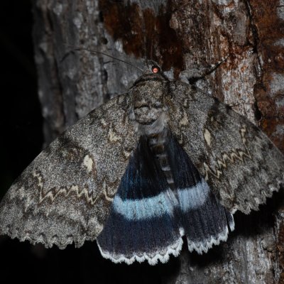 Catocala fraxini (stužkonoska modrá), Hrušovany u Brna