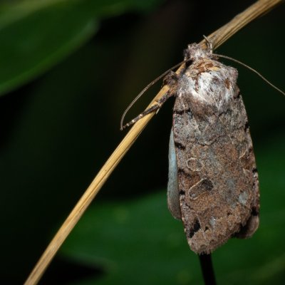 Agrochola litura (polnice vrbková), Žebětín