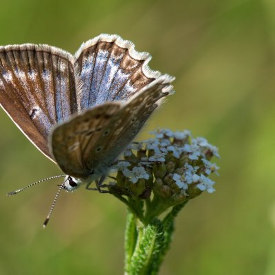 Polyommatus daphnis (modrásek hnědoskvrnný), Vilémovice