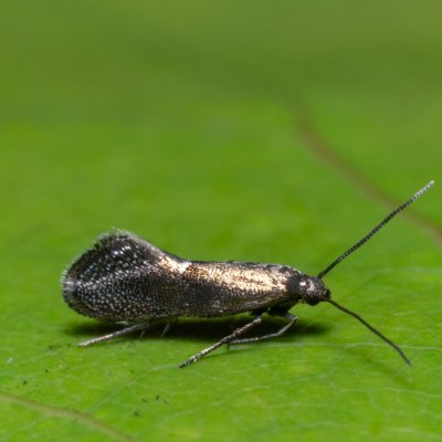 Tinagma balteolella (chvějivka hadincová), Hády - Ruženin lom