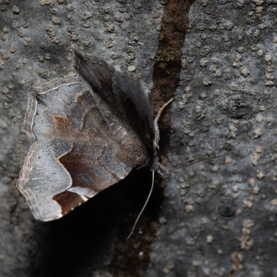 Zethes insularis (-), HR, Jablanac