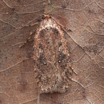 Agonopterix heracliana (plochuška bolševníková), Pouzdřanský rybník