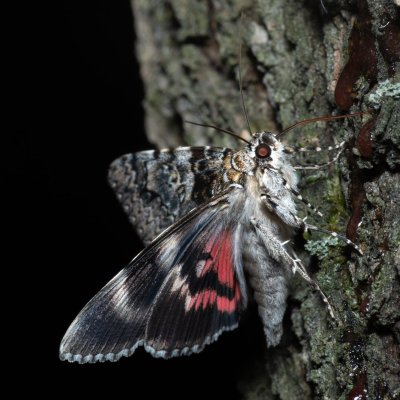 Catocala promissa (stužkonoska úzkopásá), Žebětín