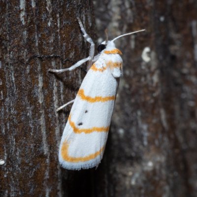 Cyana sp., TH, Khao Sok