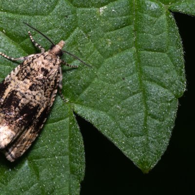 Celypha lacunana (obaleč jahodníkový), Žebětín