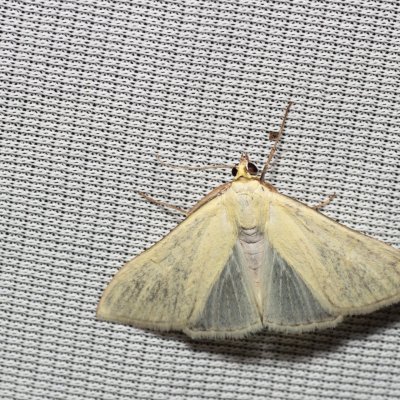 Sitochroa palealis (zavíječ zelenavý), PP Na cvičišti