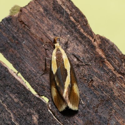 Harpella forficella (krásněnka pařezová), Devět křížů