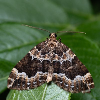 Lampropteryx suffumata (píďalka zakouřená), PP Střelický les