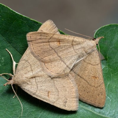 Paracolax tristalis (žlutavka hnědočárná), PR Kamenný vrch