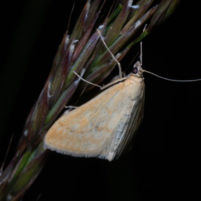 Sitochroa verticalis (zavíječ slámový), NPP Stránská skála